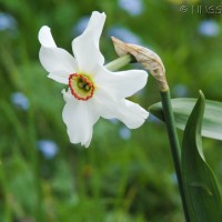 Pheasants Eye Dafodil